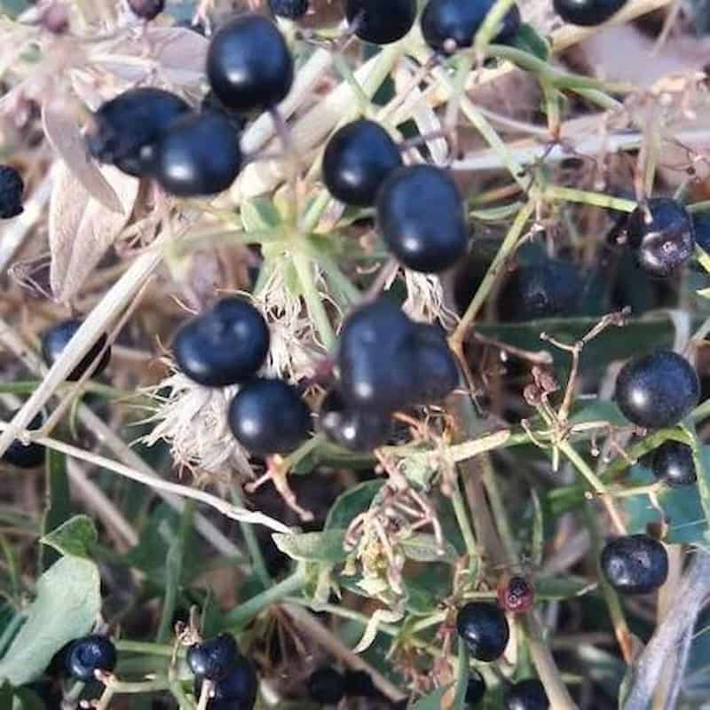 تصویر 2 از روناس خوراکی درمانی طبیعی با کاربردهای متنوع
